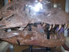field museum trip