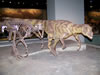 field museum trip