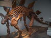 field museum trip
