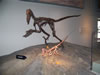 field museum trip