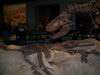 field museum trip