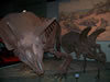 field museum trip