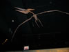 field museum trip