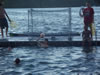 water polo - summer camp 2008