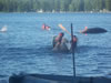 water carnival - summer camp 2008