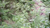 hiking 2009
