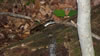 hiking 2009