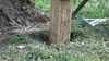Ryan Reynold's Eagle Scout project