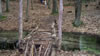 around camp - Owasippe 2009