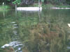 Channel Swim - Owasippe 2009