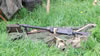 2010 World War II re-enactment